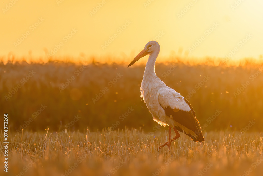 Fototapeta premium White stork bird ( Ciconia ciconia ) during sunny morning
