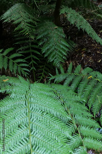 fern in the forest