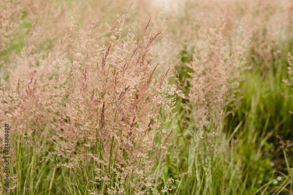 Bent grass also known as bentgrass or colonial bent or Agrostis capillaris. Abstract neutral background. Bent grass also known as bentgrass or colonial bent or Agrostis capillaris. Abstract neutral background.