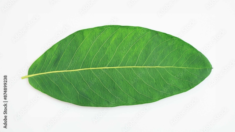 Obraz premium green leaf isolated on white