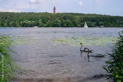 The grunewald with tower, havel and two swans, Berlin, Germany