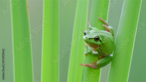 European Tree Frog Climbing a Green Reed Leaf in the Wind. photo