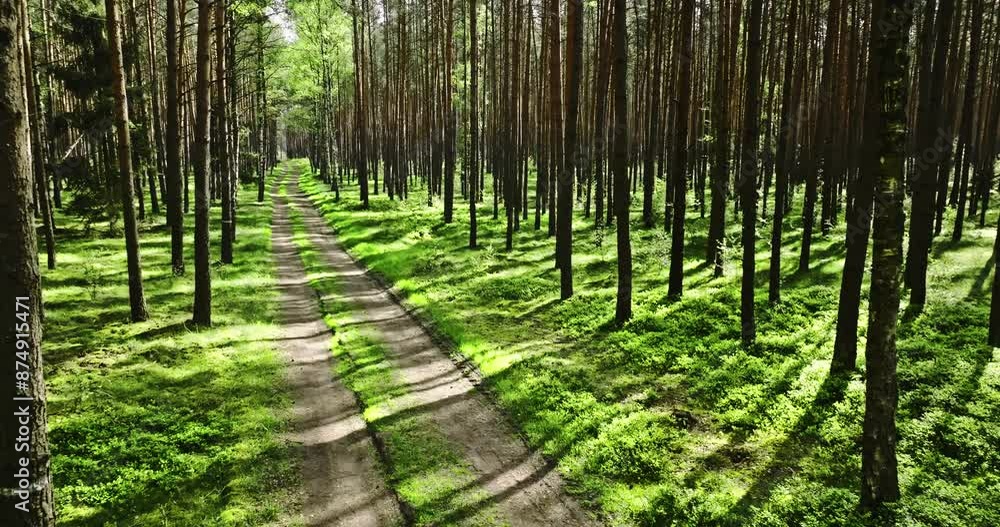 Green forest and path in spring at sunlight, Poland. Green forest and path in spring at sunlight, Poland.