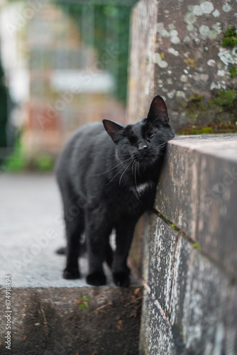 Black Cat Rubbing Cuddling and Scratching its Face Comfortably Against a Stone Corner
