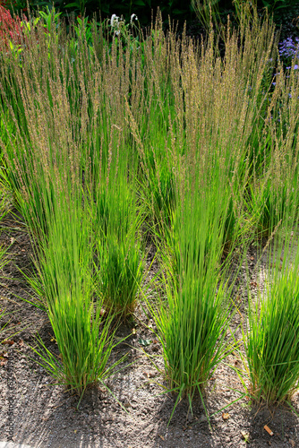 Pfeifengras (Molinia caerulea 'Moorhexe')