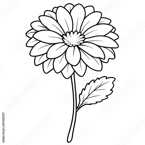 line-art-calendula-flower-isolated-on-white -background.