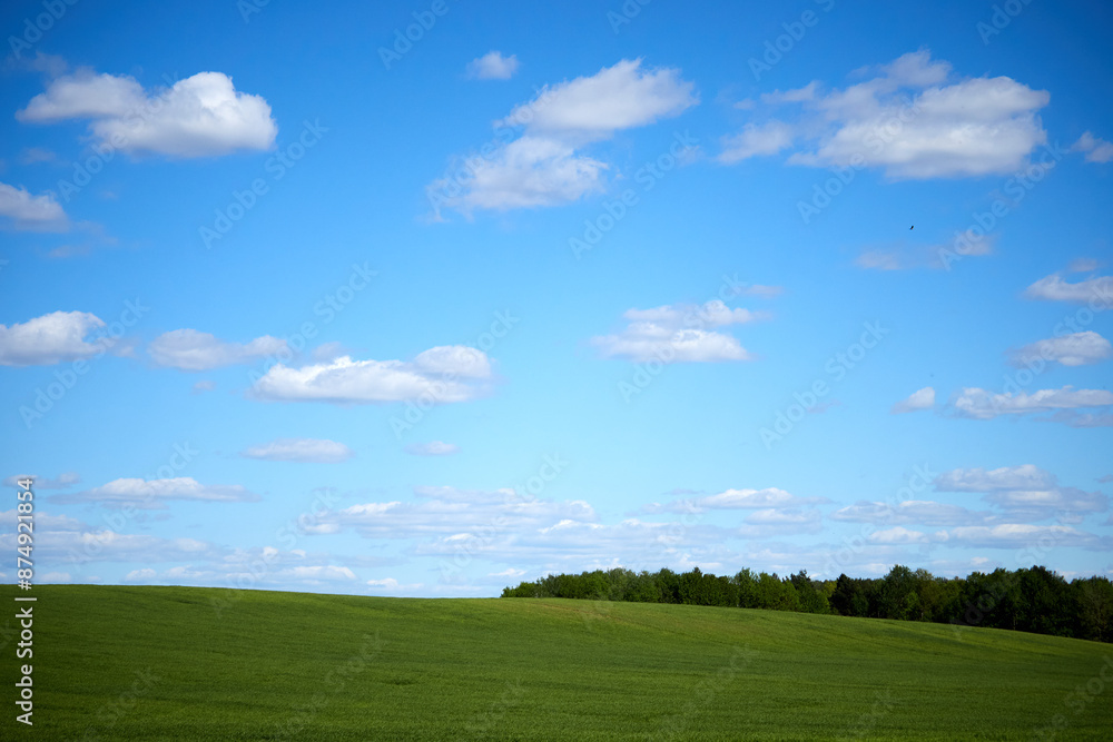 Horizon. Green field, blue sky and white clouds. Horizon. Green field, blue sky and white clouds.