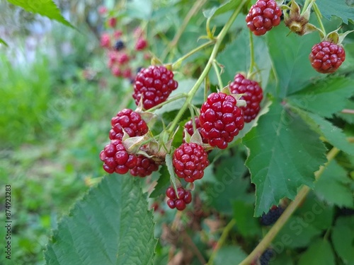 Fresh Blackberries: A Close-Up of Juicy Summer Berries
 photo