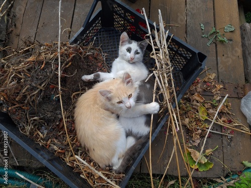 Adorable Kittens: A Heartwarming Display of Fluffy Cuteness
 photo