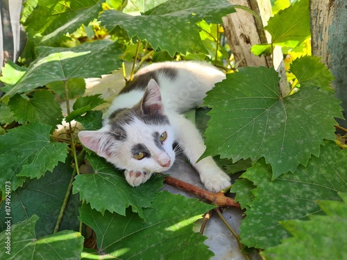 Cat Resting in the Garden: A Peaceful Portrait of Relaxation
 photo