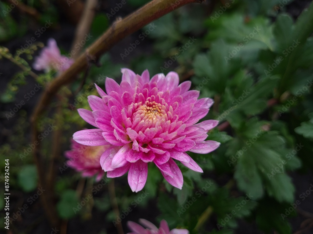 Obraz premium Vibrant Aster Blooms in Full Glory 