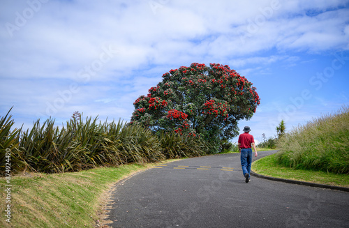 Man walking on Mt Victoria, Devonport. Pohutukawa blooms along the path. Auckland. photo