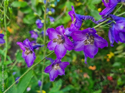 Majestic Blue Delphiniums in Full Bloom 