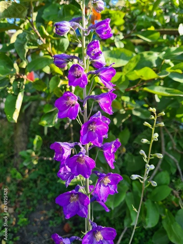 Majestic Blue Delphiniums in Full Bloom 