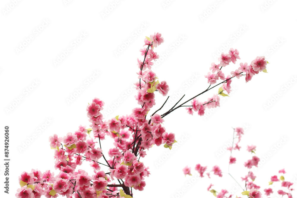 pink blossom flower tree on white background. pink blossom flower tree on white background.
