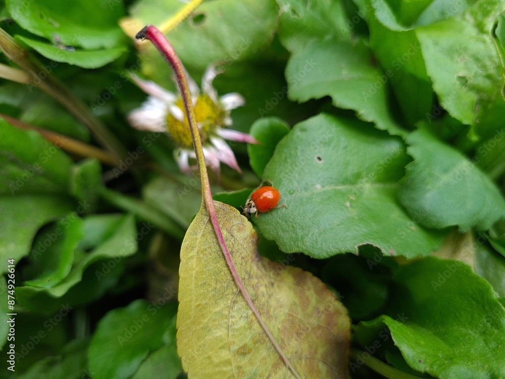 Nature's Harmony: Ladybug Resting on Verdant Leaves
Nature's Harmony: Ladybug Resting on Verdant Leaves