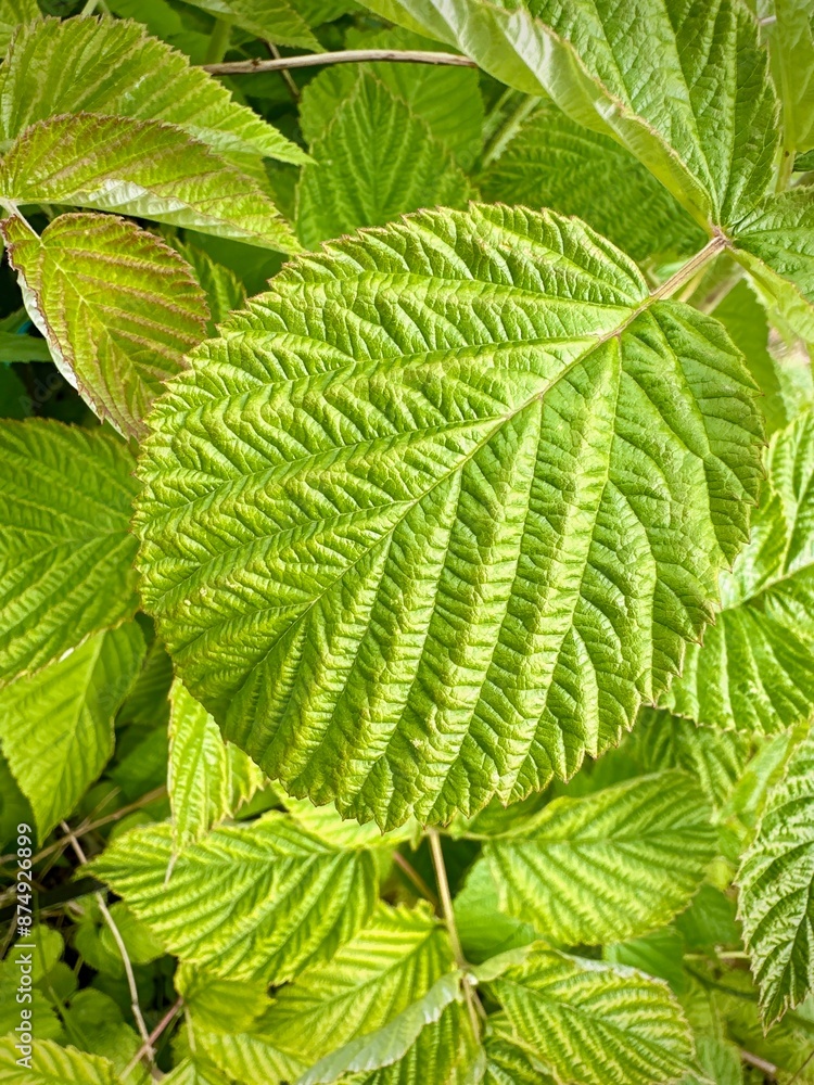 Close-up of Rubus Idaeus (Raspberry) Leaf in Vibrant Green Foliage Close-up of Rubus Idaeus (Raspberry) Leaf in Vibrant Green Foliage