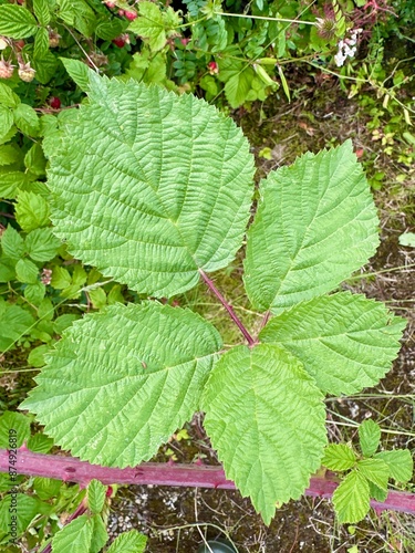 Close-up of Rubus Armeniacus (Armenian Blackberry) Leaves with Thorny Stems and Vibrant Green Foliage photo