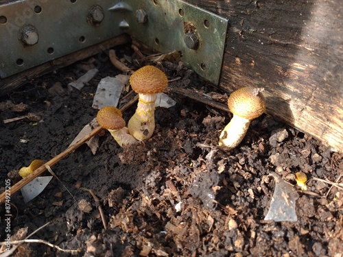 Mushrooms in the Garden: A Close-Up of Nature’s Fungi
 photo