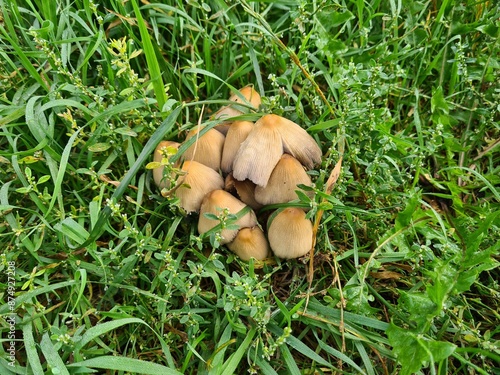 Mushrooms in the Garden: A Close-Up of Nature’s Fungi
 photo