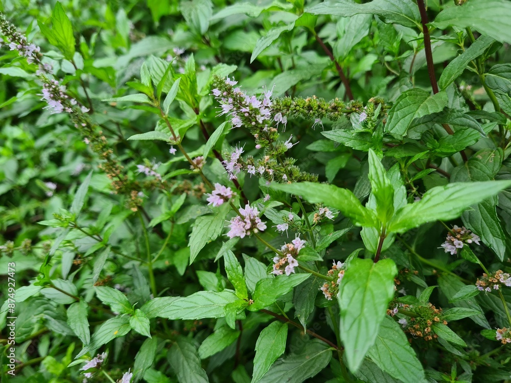 Fresh Mint Blossoms: A Fragrant Glimpse of Nature's Herbal Beauty
Fresh Mint Blossoms: A Fragrant Glimpse of Nature's Herbal Beauty