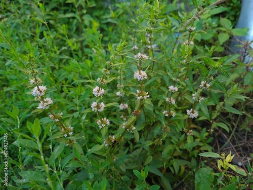 Fresh Mint Blossoms: A Fragrant Glimpse of Nature's Herbal Beauty 