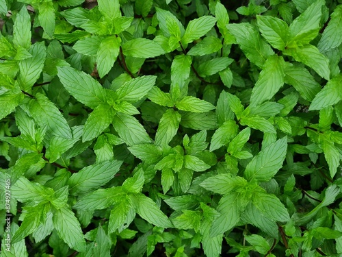 Fresh Mint Blossoms: A Fragrant Glimpse of Nature's Herbal Beauty 