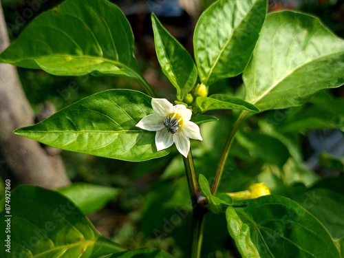 Delicate Pepper Bloom – The Beginning of a Fiery Fruit
