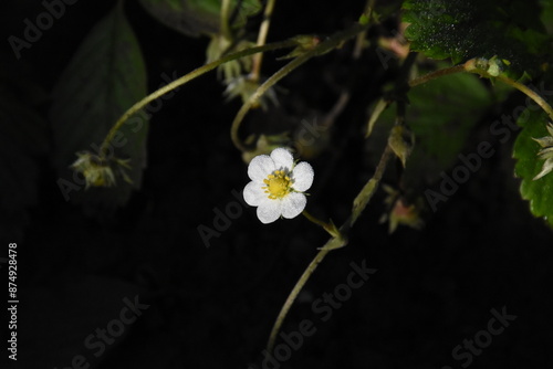 Blooming Beauty: Strawberry Flowers in the Garden
 photo