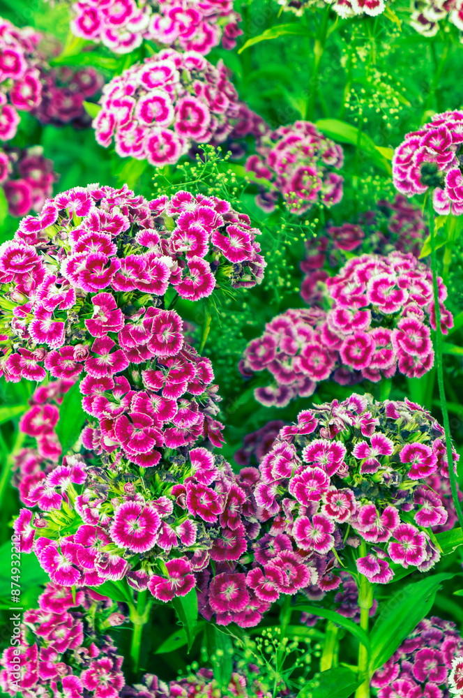 Fototapeta premium Beautiful flowers with vibrant colors 