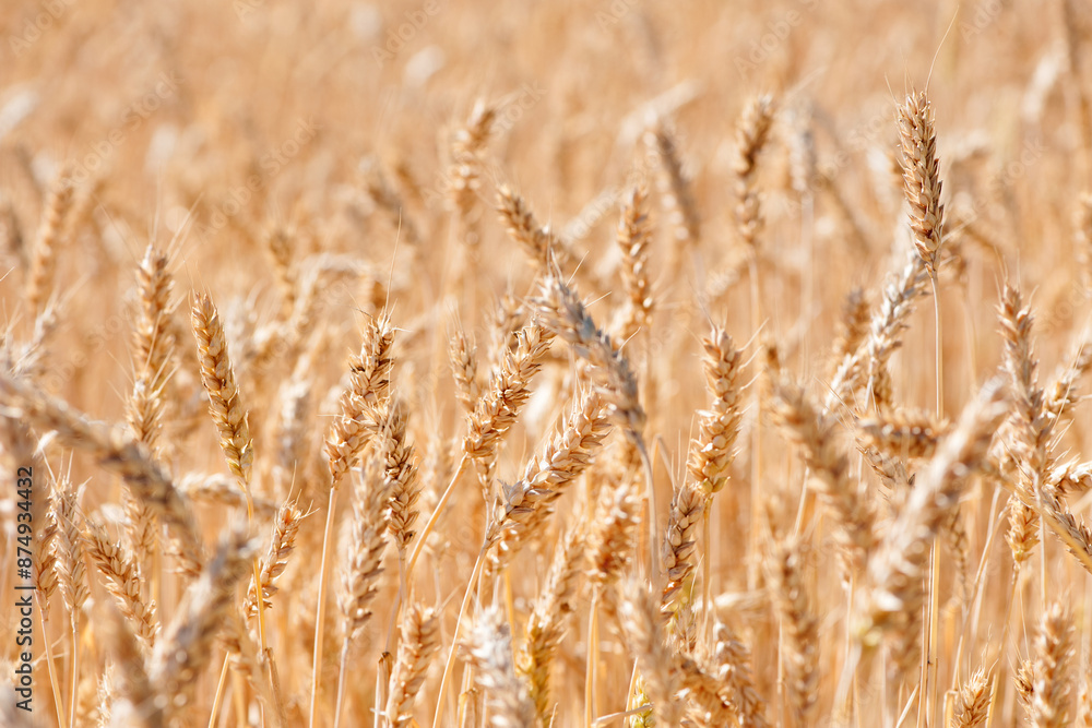 spikelets of ripe wheat. The concept of a rich harvest. Wheat field with ears of golden wheat. agricultural field. Ripe ears rural nature scenery background. close-up, selective focus spikelets of ripe wheat. The concept of a rich harvest. Wheat field with ears of golden wheat. agricultural field. Ripe ears rural nature scenery background. close-up, selective focus