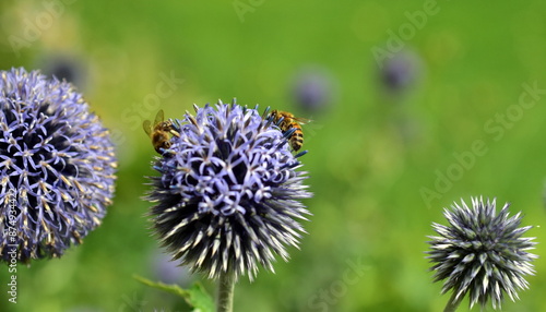 Bienen auf violetten Kugeldisteln