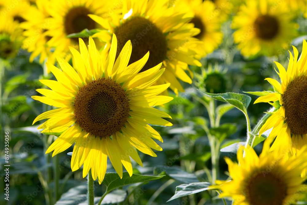 Fototapeta premium large yellow sunflower for background. Yellow sunflowers in sunlight. good harvest concept, bright sunny flower. farming, vegetable garden, field, growing seeds for oil. close-up