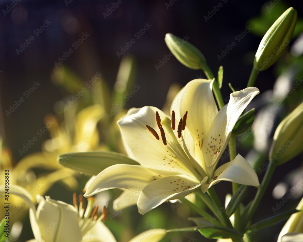 Obraz premium Lilium maculatum Thunb. yellow lily. beautiful lily flower. delicate white lilies in the garden, in the flowerbed. floral background. blurred natural background. flowering season, close-up