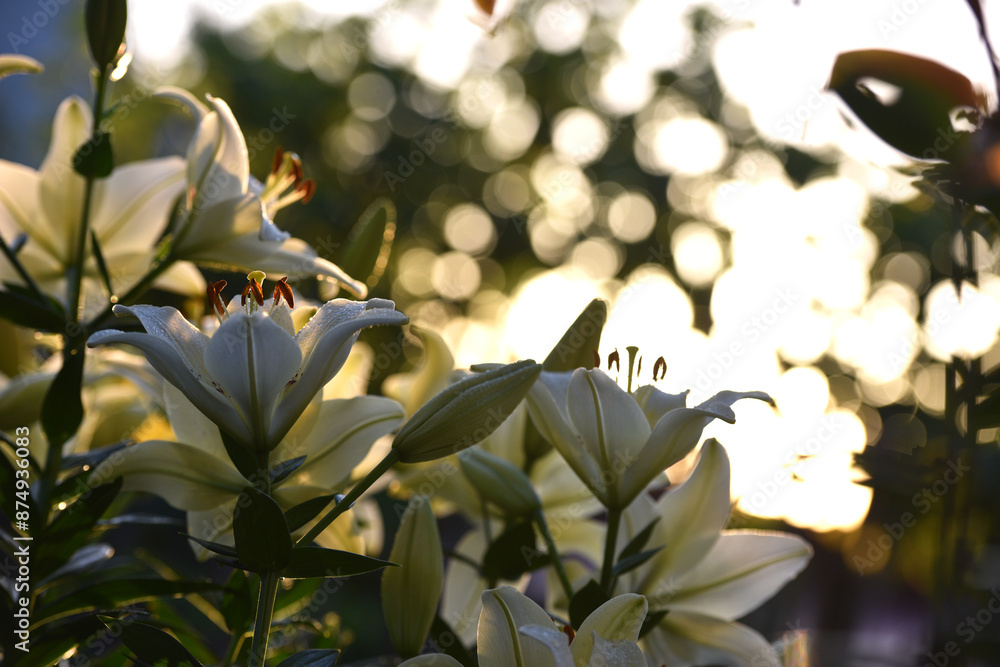 Lilium. white lily. beautiful lily flower, close-up. delicate white lilies in the garden, in the flowerbed. floral background. blurred natural background. summer garden. warm sunset light Lilium. white lily. beautiful lily flower, close-up. delicate white lilies in the garden, in the flowerbed. floral background. blurred natural background. summer garden. warm sunset light