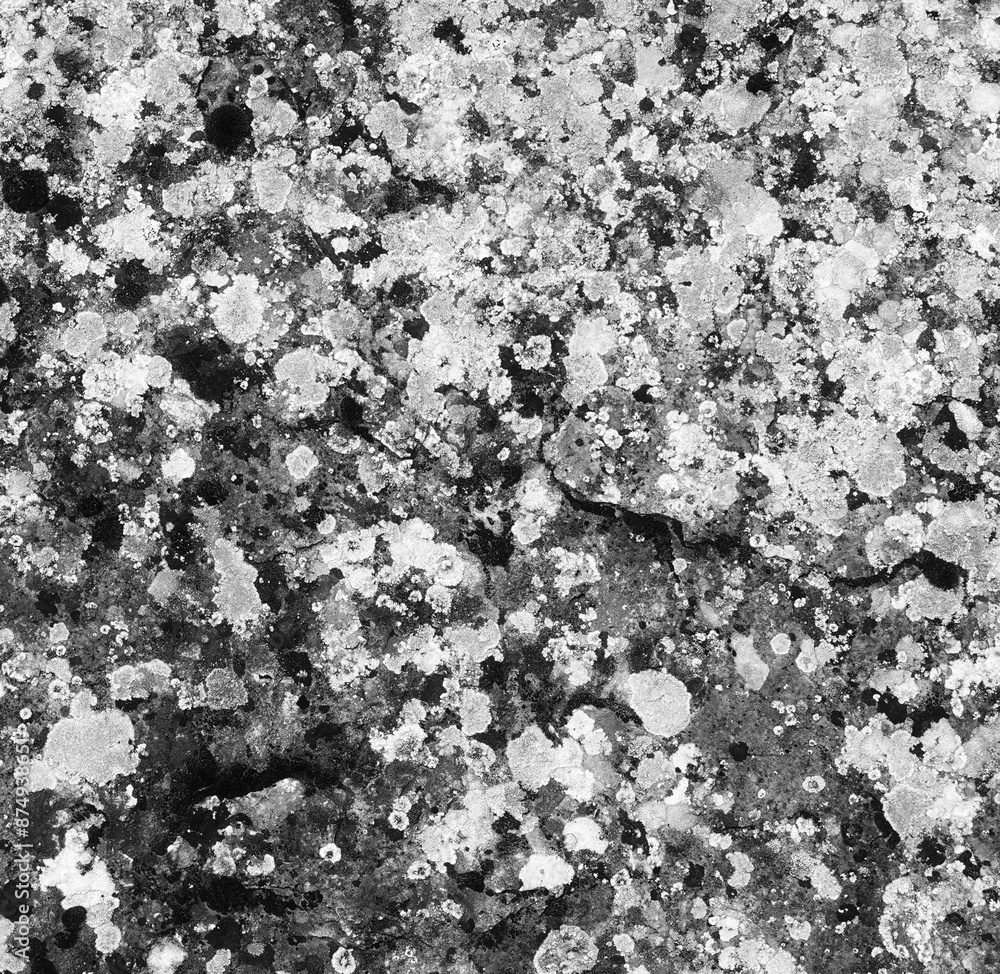 Black White Lichen Textured Rock Surface Close-Up View Black White Lichen Textured Rock Surface Close-Up View