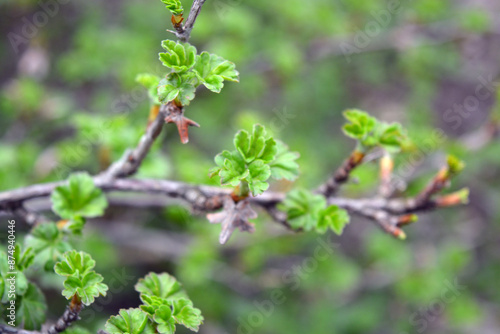 Beautiful nature, plants growing in spring. Fresh and young shoots of the currant bush with beautiful small, green leaves.