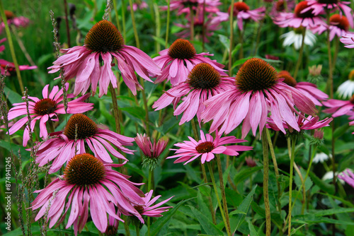 Sonnenhut (Echinacea purpurea 'Fatal attraction') photo