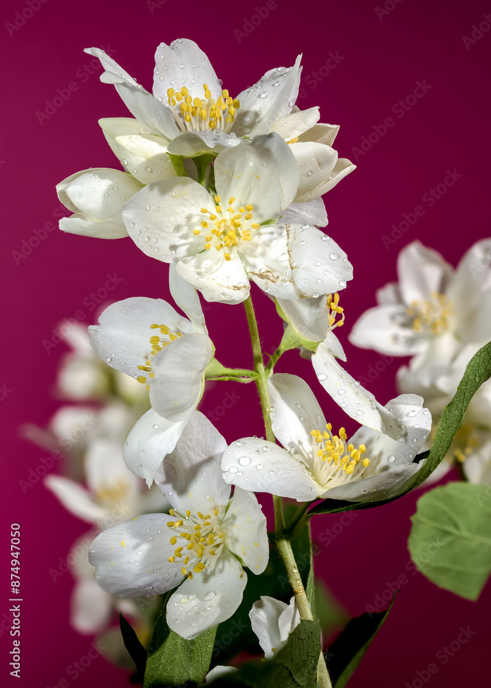 Fototapeta premium Blooming white jasmine flower on a red background