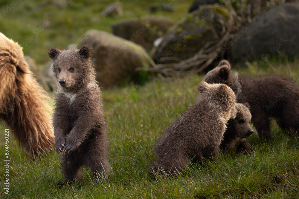 Fototapeta premium Playful Brown Bear Cubs Exploring the Grassland