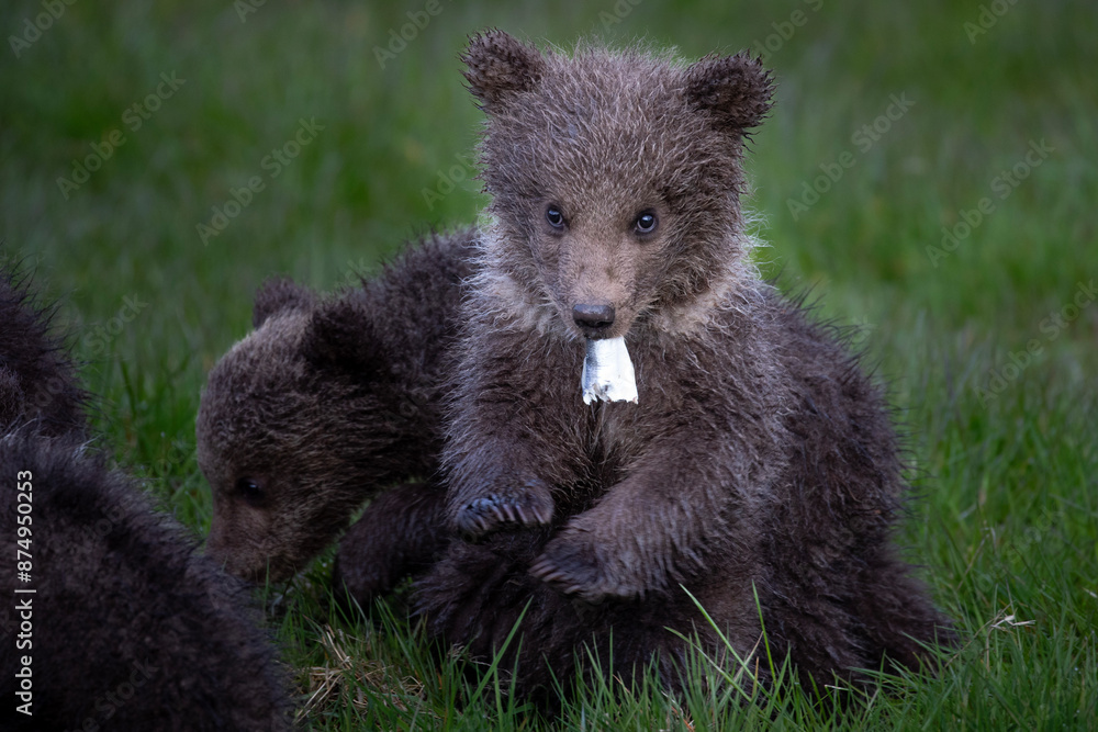 Fototapeta premium Playful Brown Bear Cubs in the Grass
