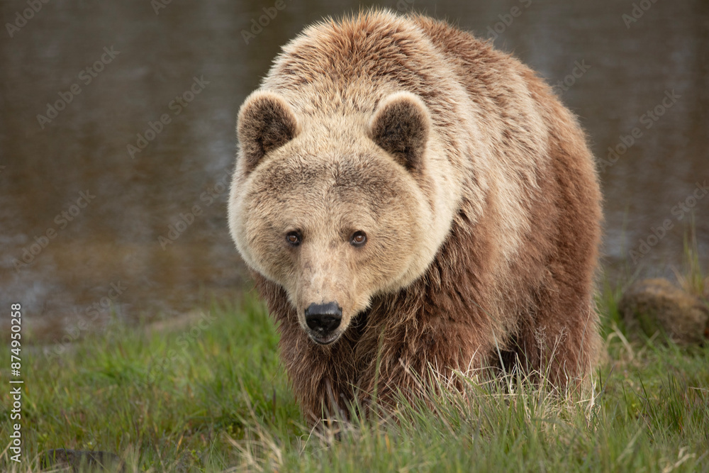 Intense Brown Bear Staring in the Wild Intense Brown Bear Staring in the Wild