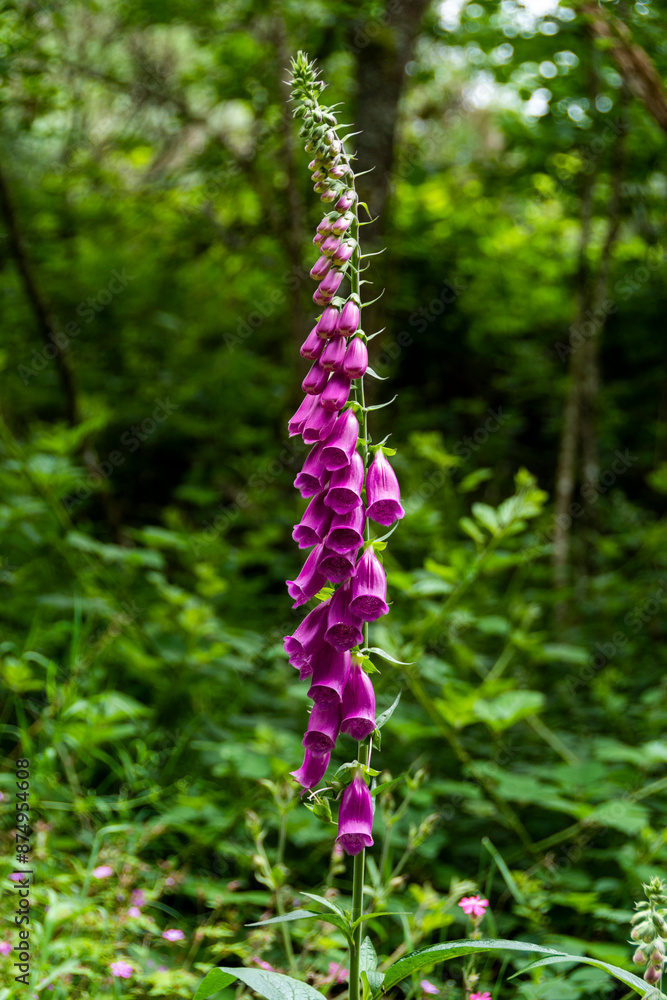 Digitales ( digitalis ) parc régional des volcans d'auvergne, puy de dome, auvergne-rhone-alpes, France Digitales ( digitalis ) parc régional des volcans d'auvergne, puy de dome, auvergne-rhone-alpes, France