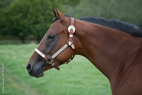 Porträt einer Quarter Horse Stute