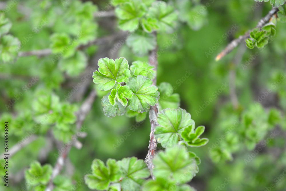 Beautiful nature, plants growing in spring. Fresh and young shoots of the currant bush with beautiful small, green leaves. Beautiful nature, plants growing in spring. Fresh and young shoots of the currant bush with beautiful small, green leaves.