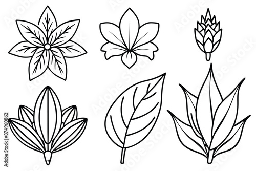 Botanical Line Art Inspiration and Ideas