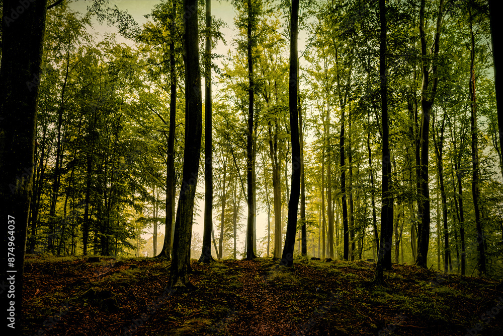 Obraz premium Mysterious misty autumn forest landscape