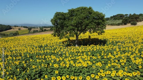Girasoli, campagna e colori in Italia