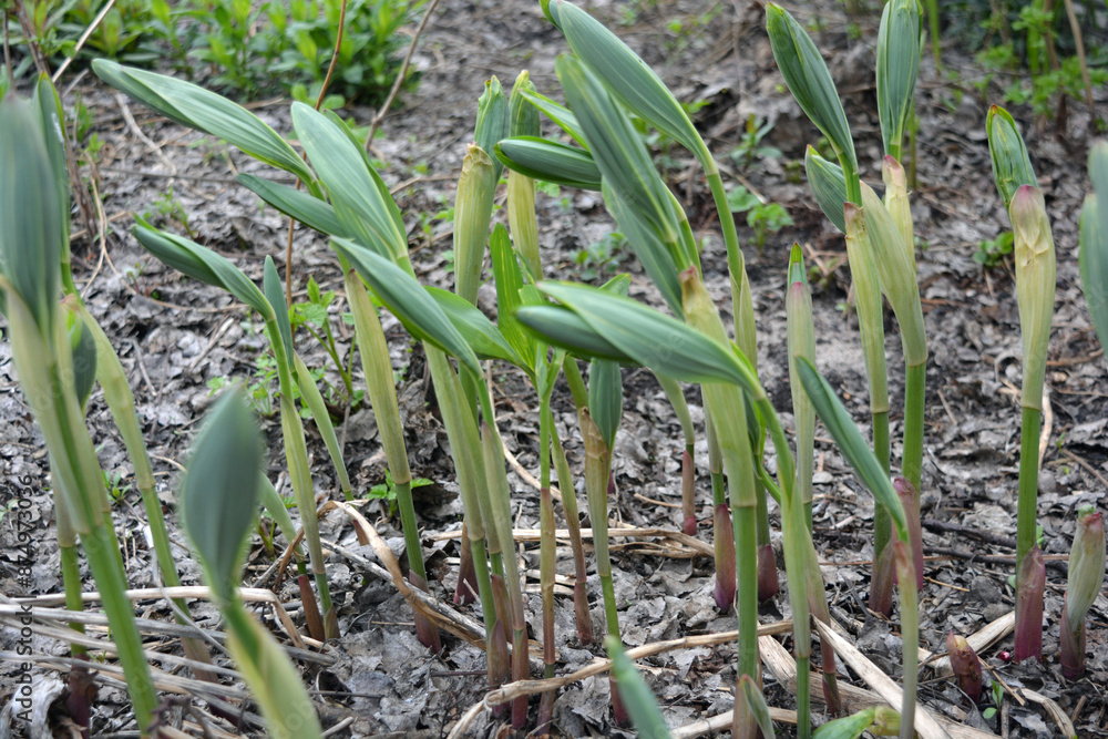Beautiful and unusual nature, plants, spring flowers. Young, fresh shoots of flowers, bells growing in the home garden. Beautiful and unusual nature, plants, spring flowers. Young, fresh shoots of flowers, bells growing in the home garden.