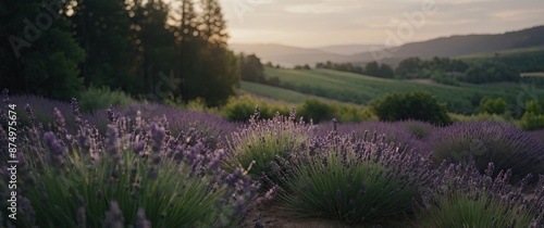 A serene and mystical blending of lavender and deep green waves, intertwining in a gentle dance that captivates with its beauty and grace. photo